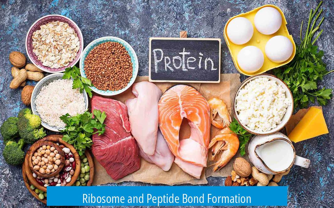 Ribosome and Peptide Bond Formation