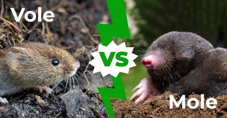 Essentially, mole evolved as a convenient term for expressing gram-molecular weight, helping chemists avoid long expressions like "gram-molecular weight." Although mole shares roots with molecule, it emerged to describe amount, not structure.