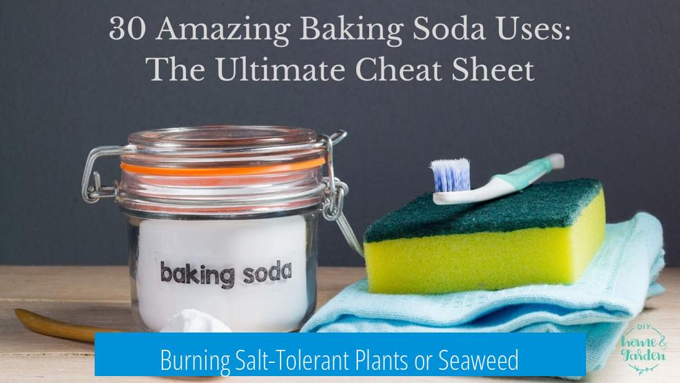 Burning Salt-Tolerant Plants or Seaweed