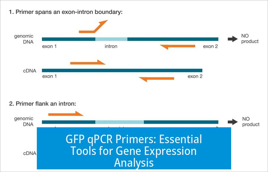 GFP qPCR Primers: Essential Tools for Gene Expression Analysis