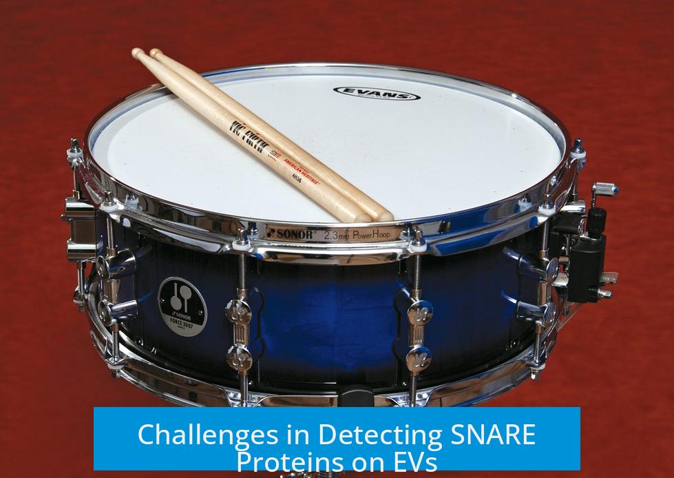 Challenges in Detecting SNARE Proteins on EVs