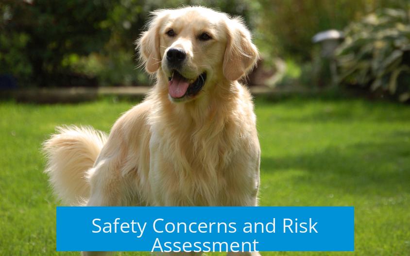 Safety Concerns and Risk Assessment