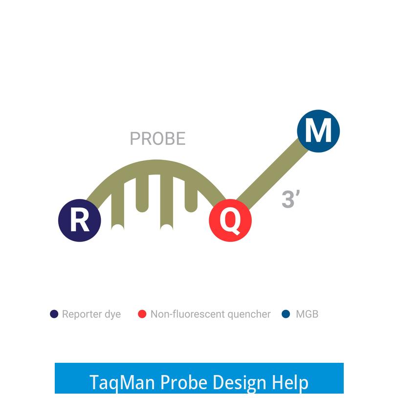 TaqMan Probe Design Help