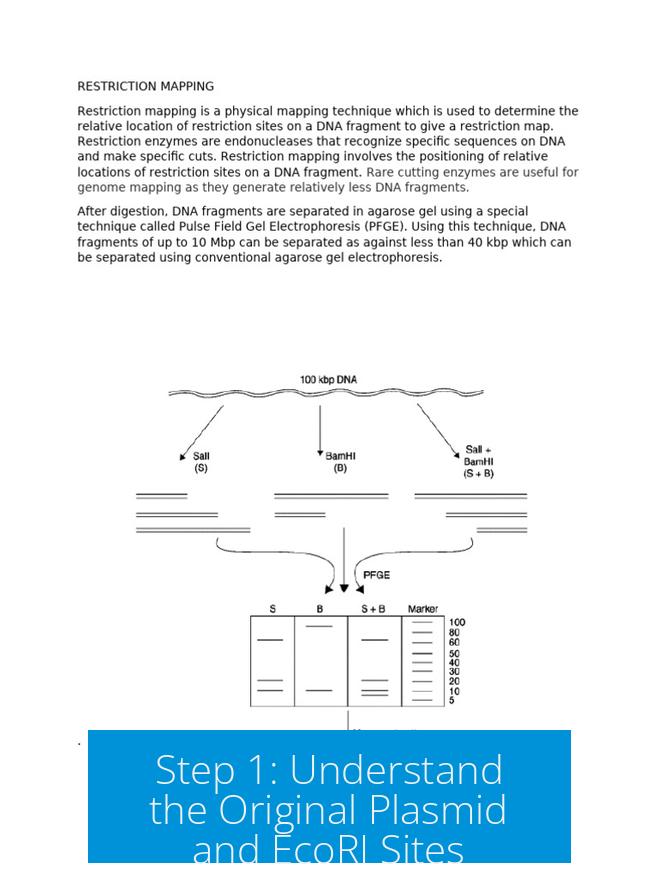 Step 1: Understand the Original Plasmid and EcoRI Sites