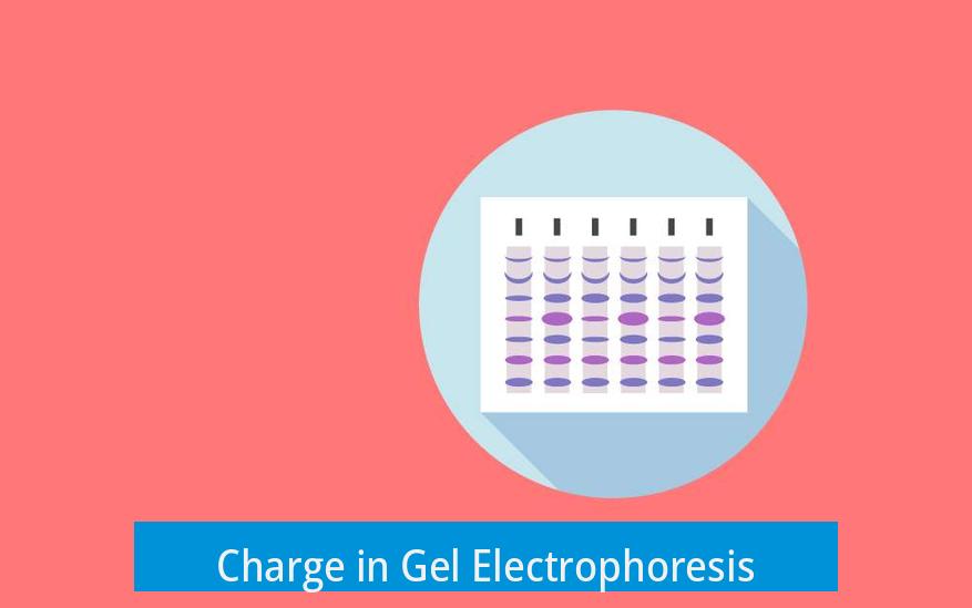 Charge in Gel Electrophoresis