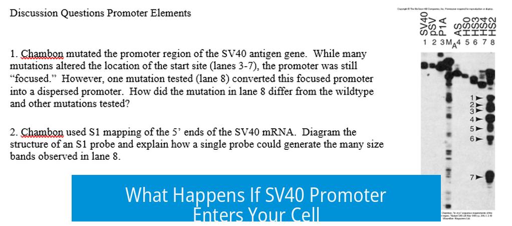 What Happens If SV40 Promoter Enters Your Cell?