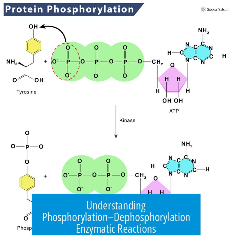Understanding Phosphorylation–Dephosphorylation Enzymatic Reactions