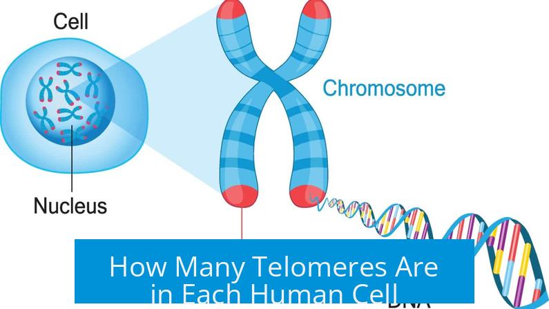 How Many Telomeres Are in Each Human Cell?
