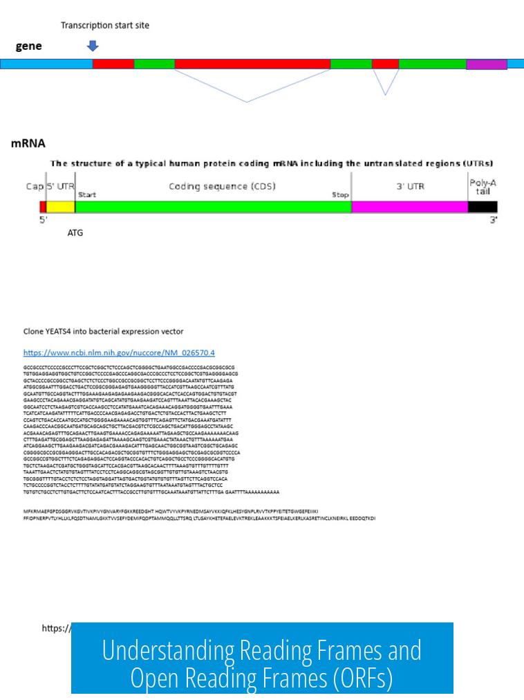 Understanding Reading Frames and Open Reading Frames (ORFs)