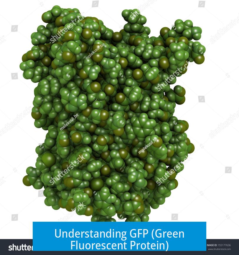 Understanding GFP (Green Fluorescent Protein)