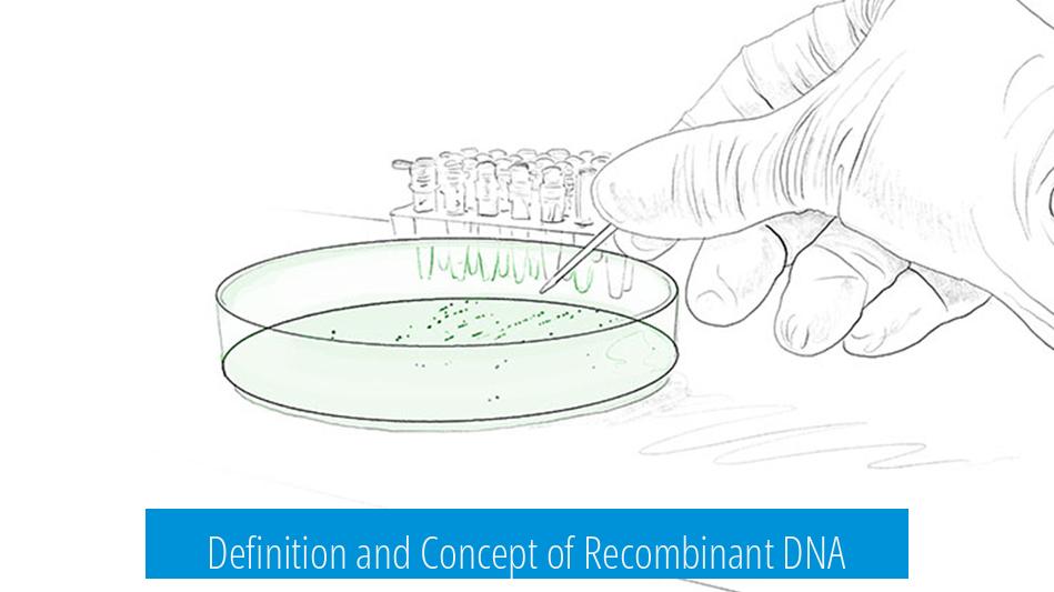 Definition and Concept of Recombinant DNA