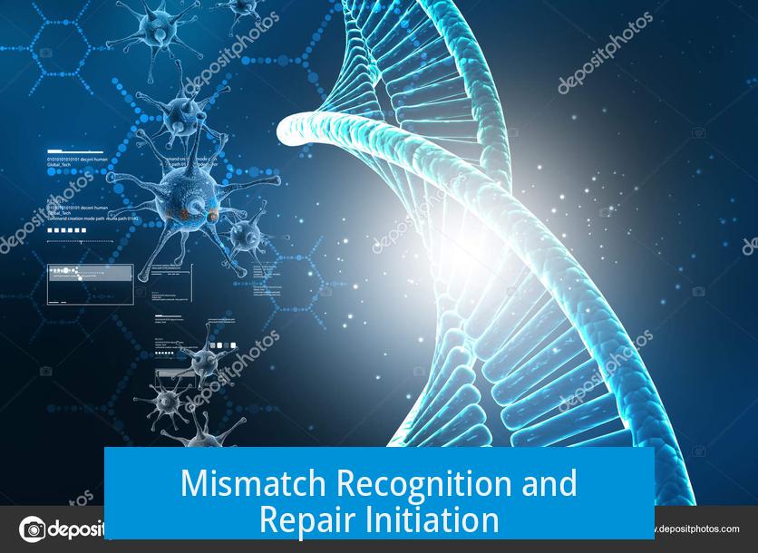 Mismatch Recognition and Repair Initiation