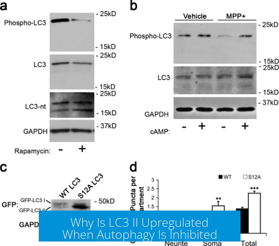 Why Is LC3 II Upregulated When Autophagy Is Inhibited?