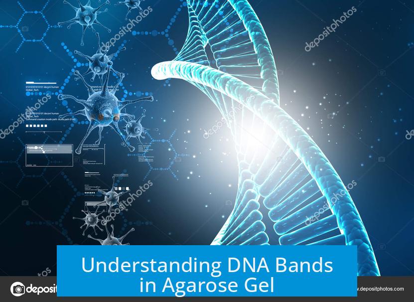 Understanding DNA Bands in Agarose Gel