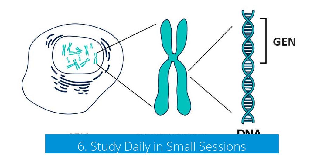 6. Study Daily in Small Sessions