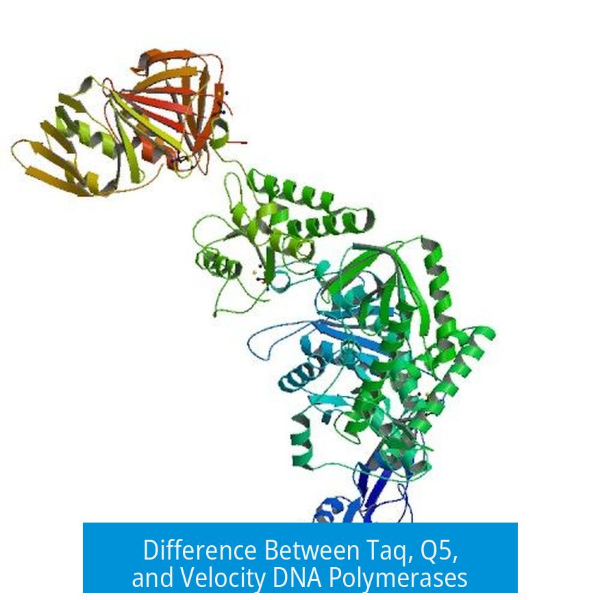 Difference Between Taq, Q5, and Velocity DNA Polymerases