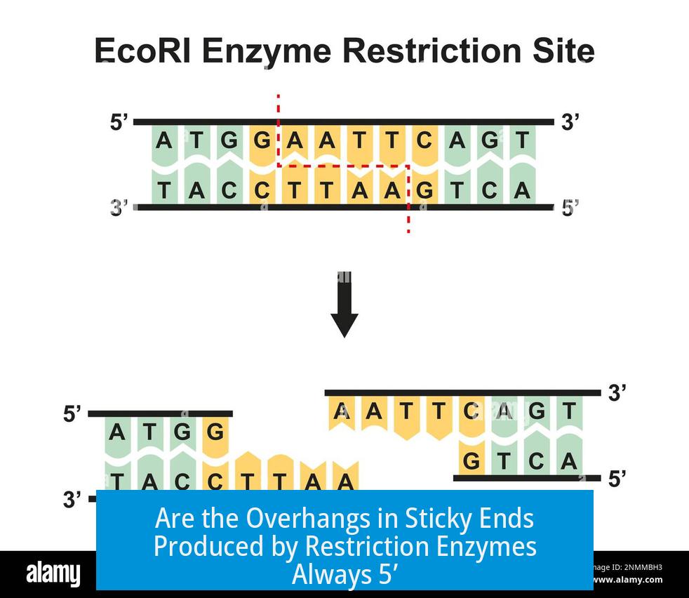 Are the Overhangs in Sticky Ends Produced by Restriction Enzymes Always 5’?