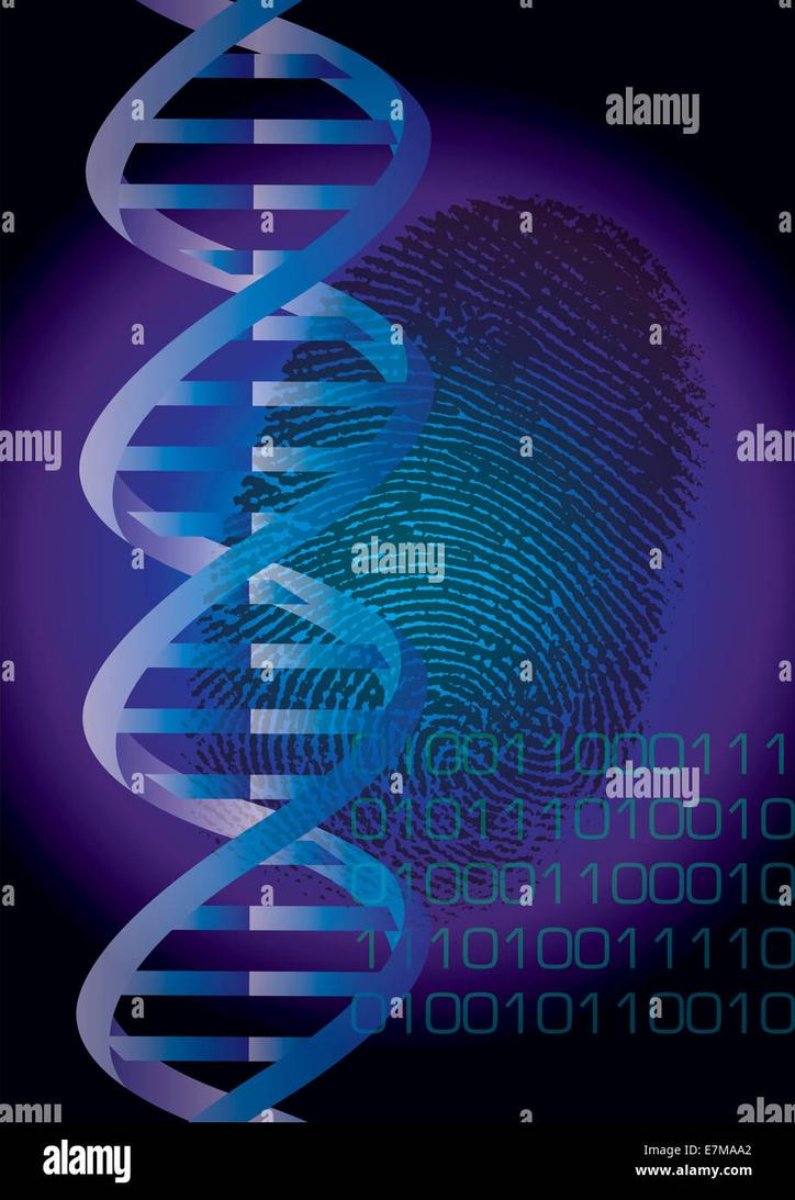 Originally, forensic work focused on VNTRs combined with restriction enzyme digestion, producing band patterns on gels. Current methods mainly utilize STR analysis, employing polymerase chain reaction (PCR) amplification for precise and rapid detection. The shift enhances reliability and requires less DNA.