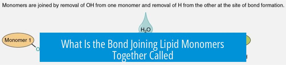 What Is the Bond Joining Lipid Monomers Together Called?