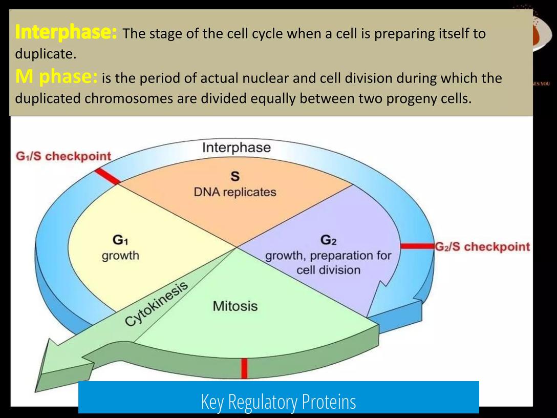 Key Regulatory Proteins
