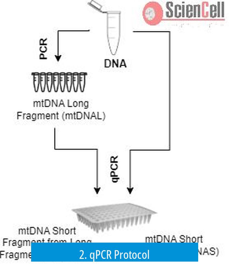2. qPCR Protocol