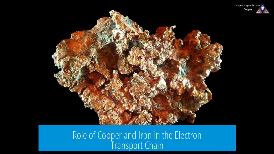 Role of Copper and Iron in the Electron Transport Chain