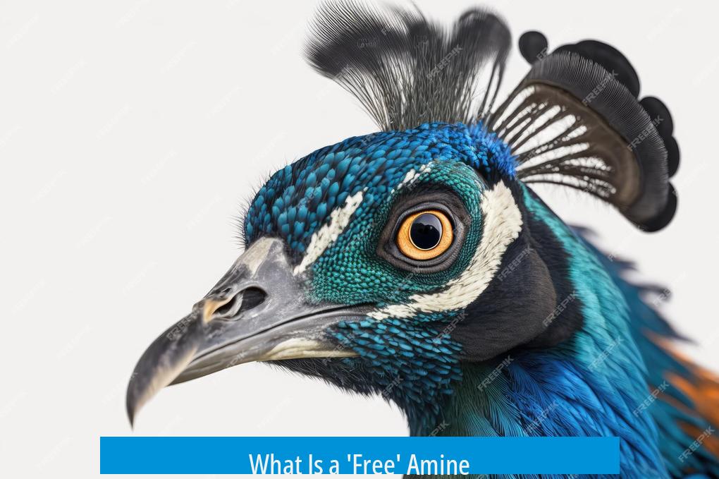 What Is a 'Free' Amine?