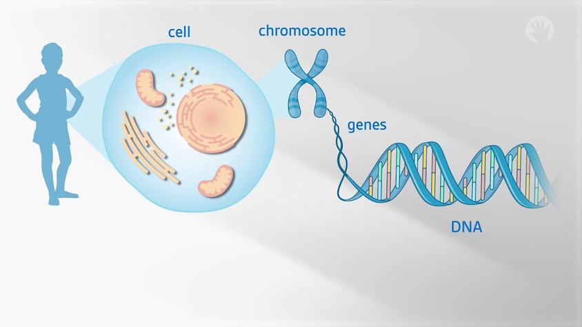 3. Considerations During Gene Insertion