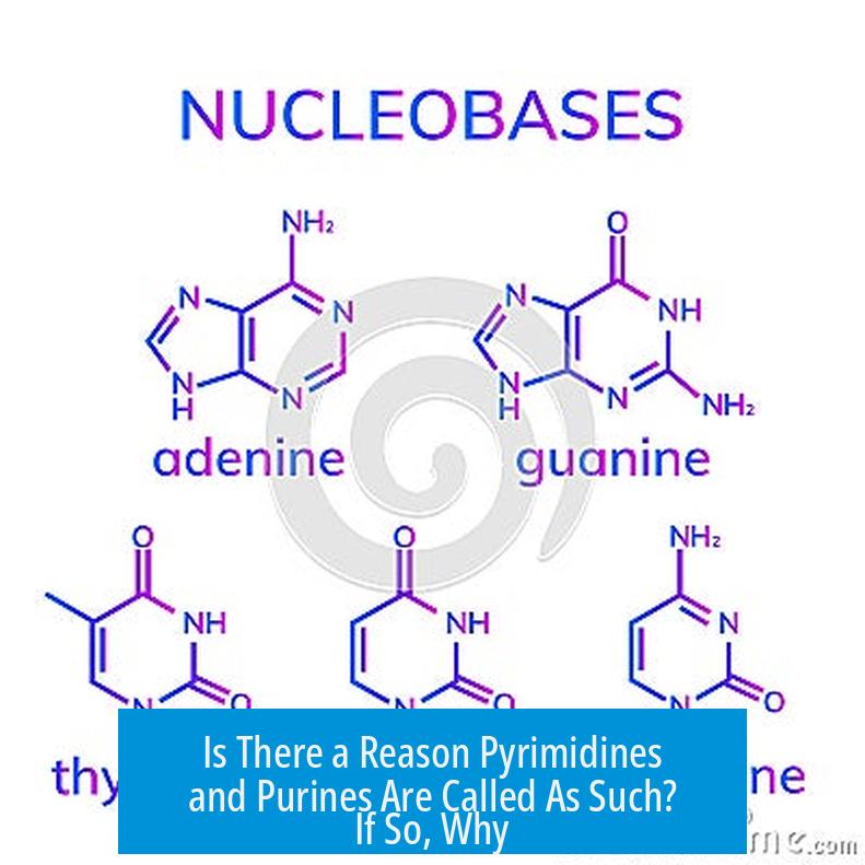 Is There a Reason Pyrimidines and Purines Are Called As Such? If So, Why?