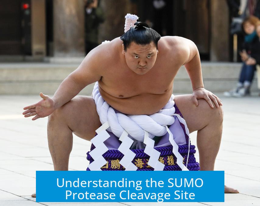 Understanding the SUMO Protease Cleavage Site