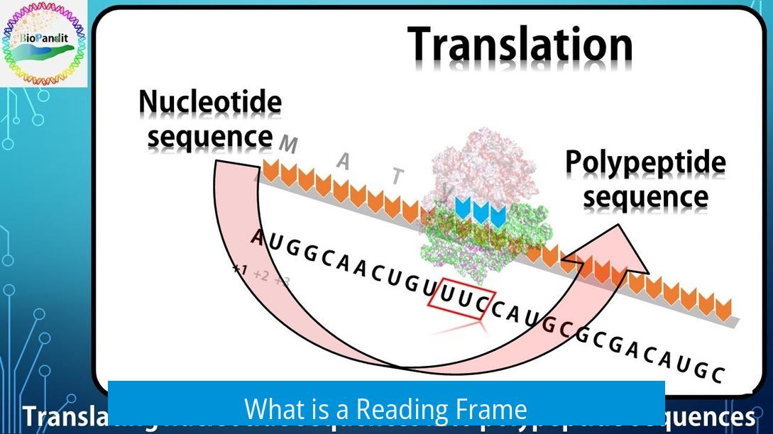 What is a Reading Frame?