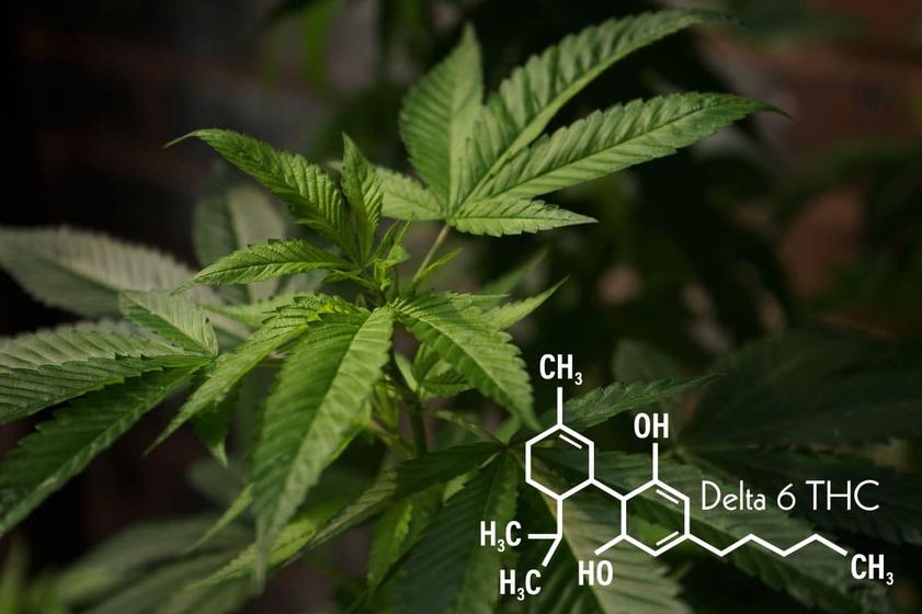 Some consumers report purchasing products labeled as "delta-6-THC." Such anecdotal evidence is unreliable due to lack of chemical verification and potential marketing hype. More commonly, delta-8-THC dominates the market for alternative THC products due to stronger evidence and demand.
