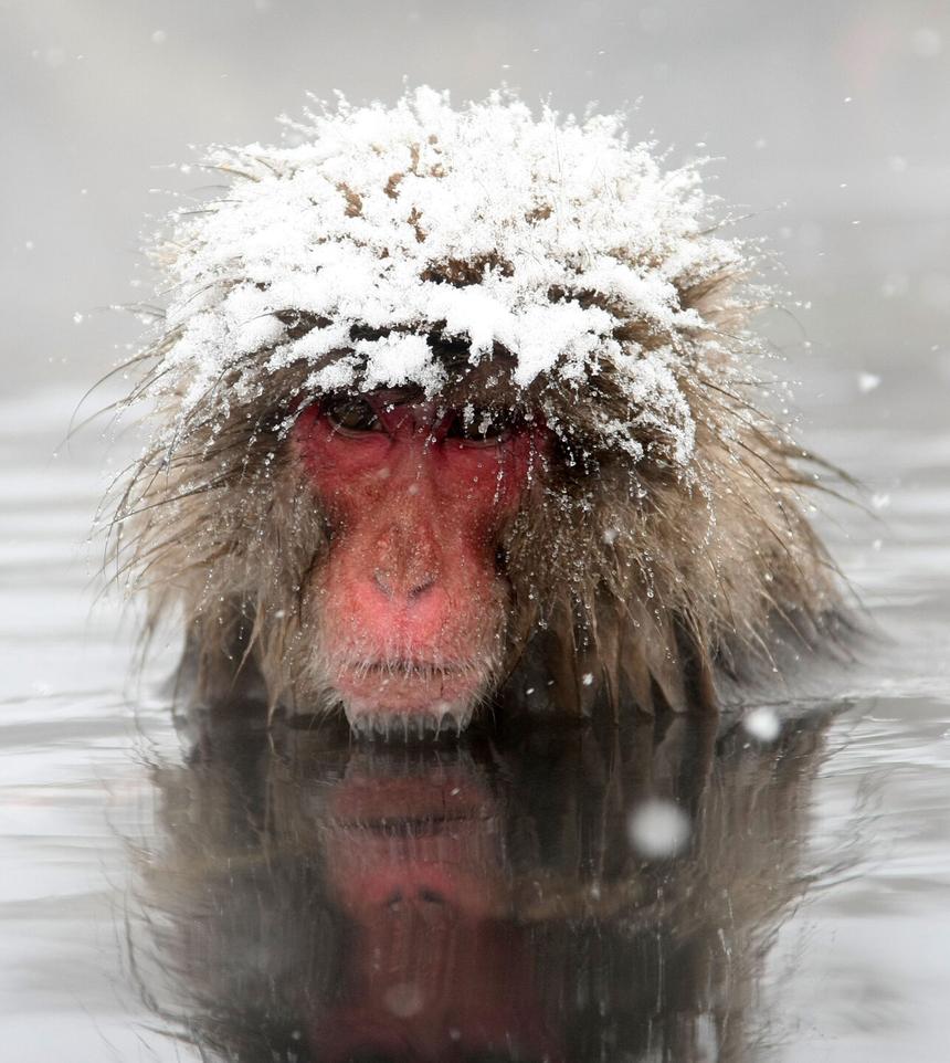 Dissolved gases and impurities in water alter freezing points and nucleation, impacting how ice forms. Some proponents suggest the Mpemba effect arises due to these factors rather than inherent thermodynamic efficiency.