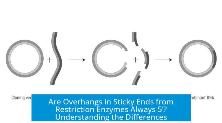 Are Overhangs in Sticky Ends from Restriction Enzymes Always 5’? Understanding the Differences