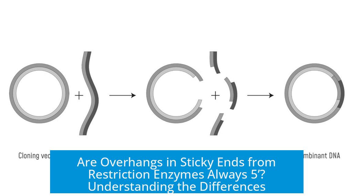 Are Overhangs in Sticky Ends from Restriction Enzymes Always 5’? Understanding the Differences