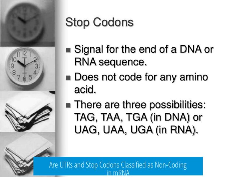 Are UTRs and Stop Codons Classified as Non-Coding in mRNA
