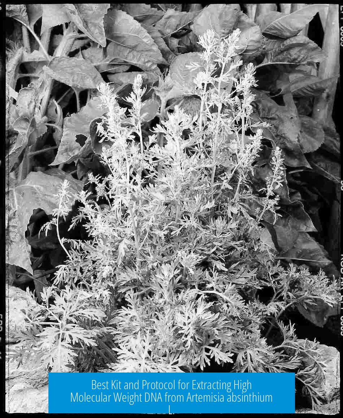 Best Kit and Protocol for Extracting High Molecular Weight DNA from Artemisia absinthium L.
