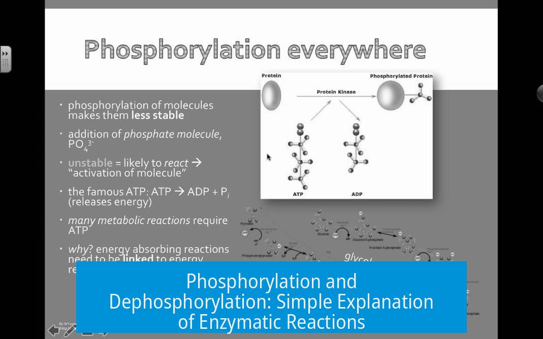 Phosphorylation and Dephosphorylation: Simple Explanation of Enzymatic Reactions
