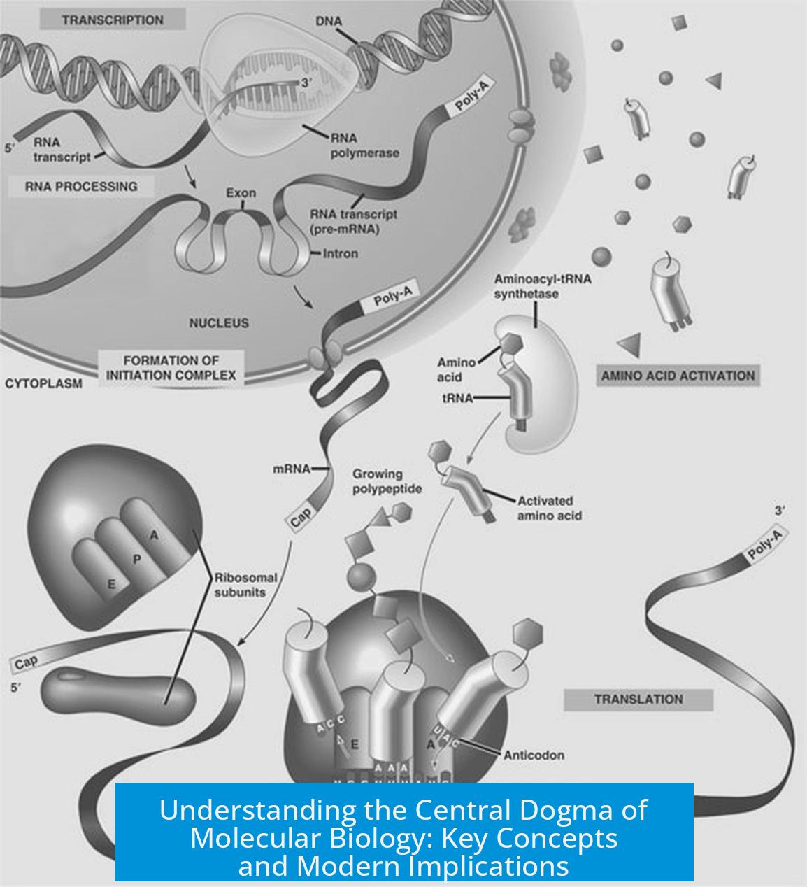 Understanding the Central Dogma of Molecular Biology: Key Concepts and Modern Implications