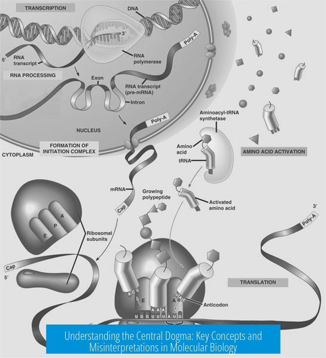 Understanding the Central Dogma: Key Concepts and Misinterpretations in Molecular Biology