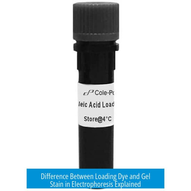 Difference Between Loading Dye and Gel Stain in Electrophoresis Explained