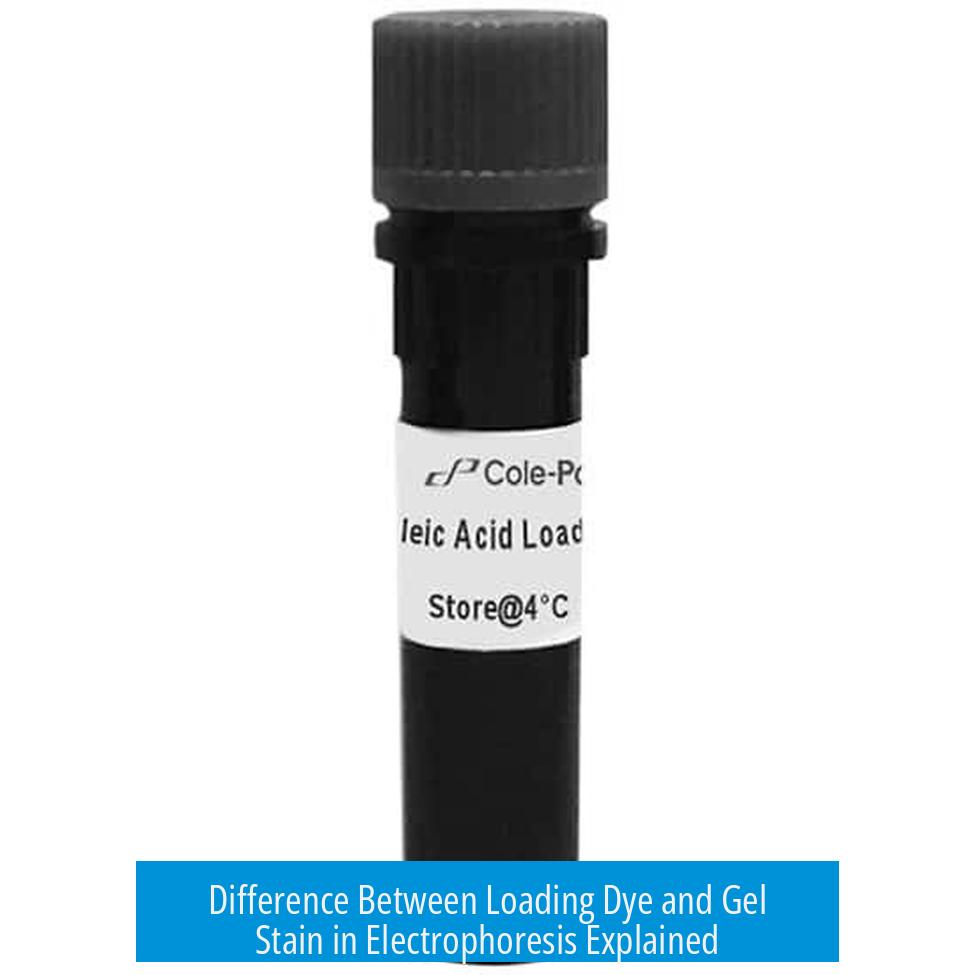 Difference Between Loading Dye and Gel Stain in Electrophoresis Explained