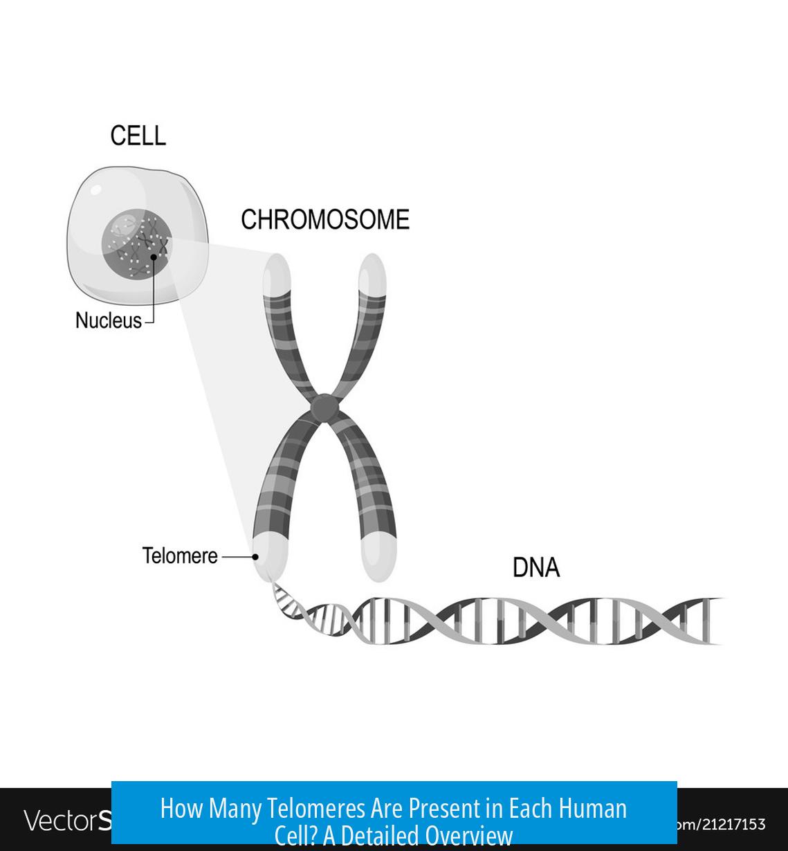 How Many Telomeres Are Present in Each Human Cell? A Detailed Overview