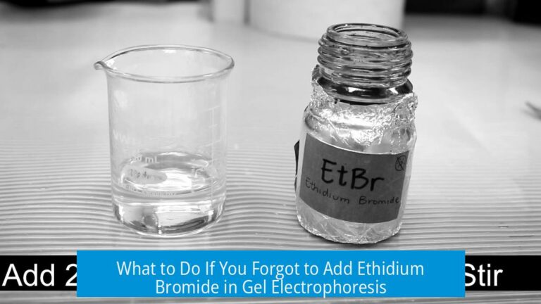 What to Do If You Forgot to Add Ethidium Bromide in Gel Electrophoresis