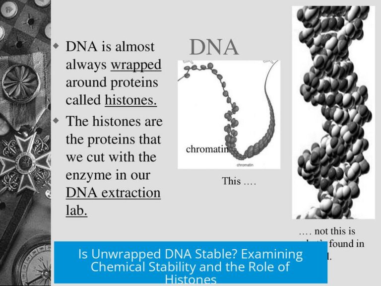 Is Unwrapped DNA Stable? Examining Chemical Stability and the Role of Histones