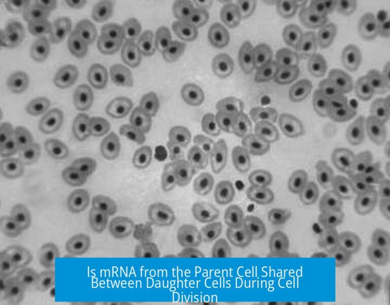 Is mRNA from the Parent Cell Shared Between Daughter Cells During Cell Division
