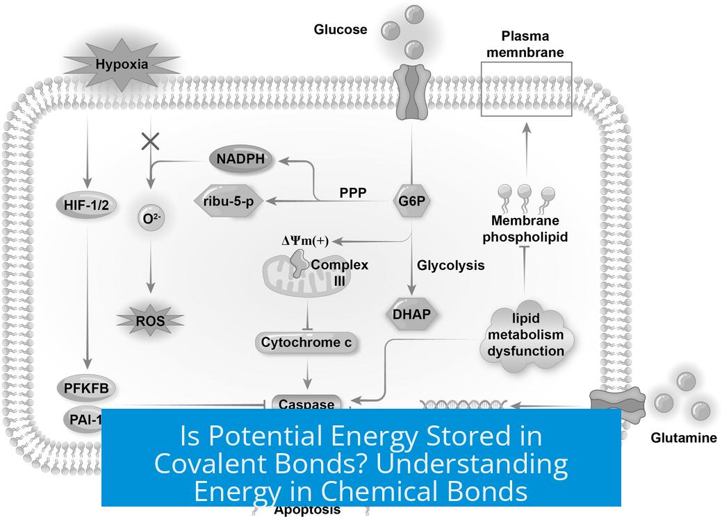 Is Potential Energy Stored in Covalent Bonds? Understanding Energy in Chemical Bonds