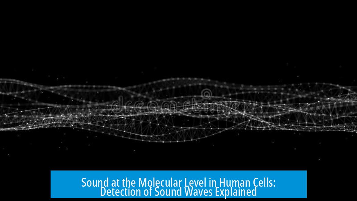 Sound at the Molecular Level in Human Cells: Detection of Sound Waves Explained