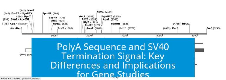 PolyA Sequence and SV40 Termination Signal: Key Differences and Implications for Gene Studies