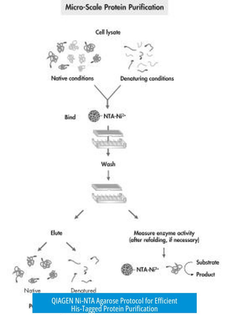 QIAGEN Ni-NTA Agarose Protocol for Efficient His-Tagged Protein Purification